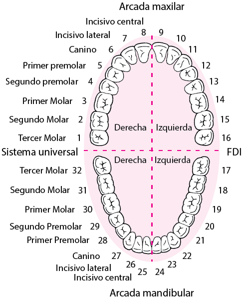 Odontograma